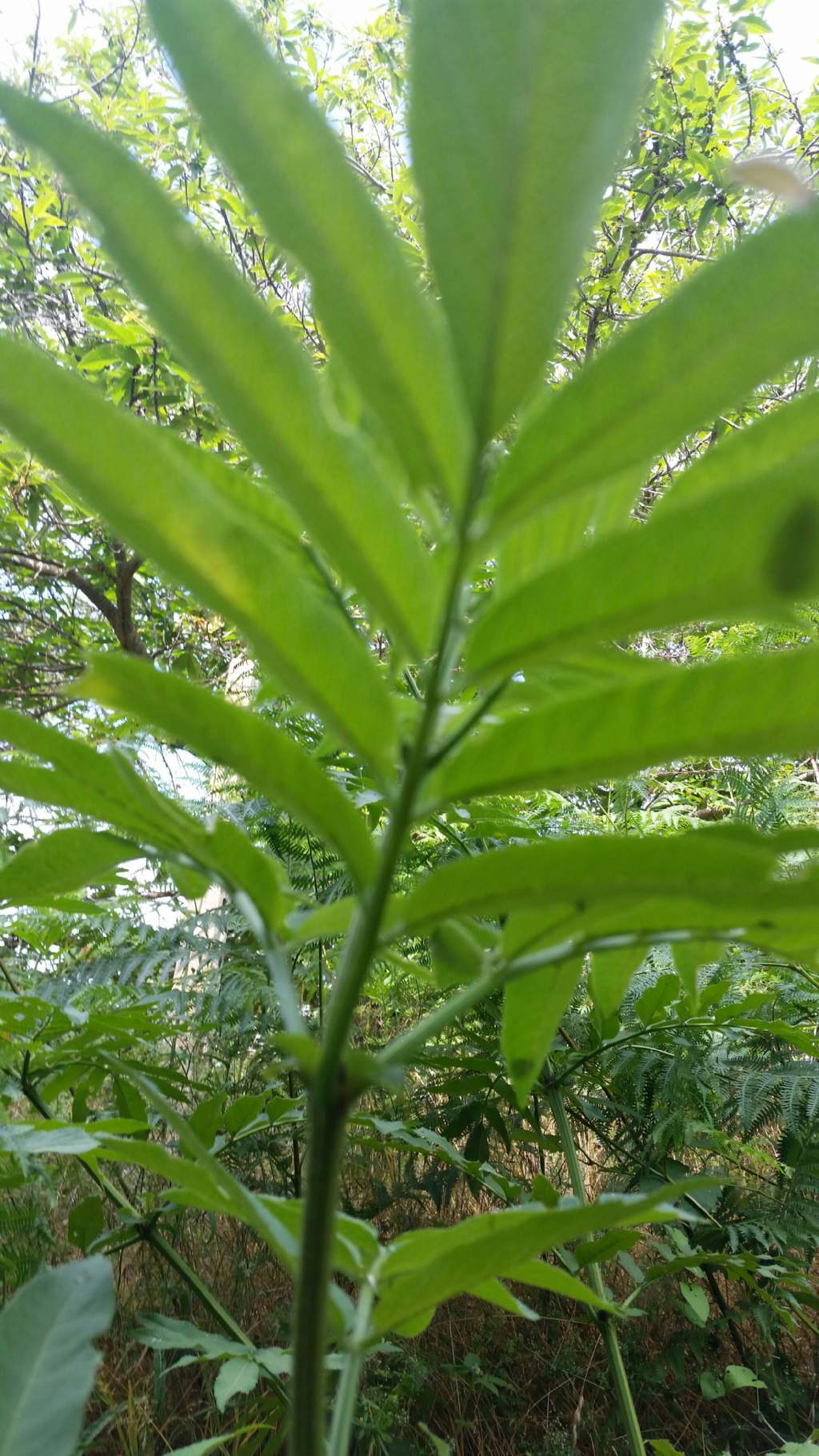 Sambucus ebulus